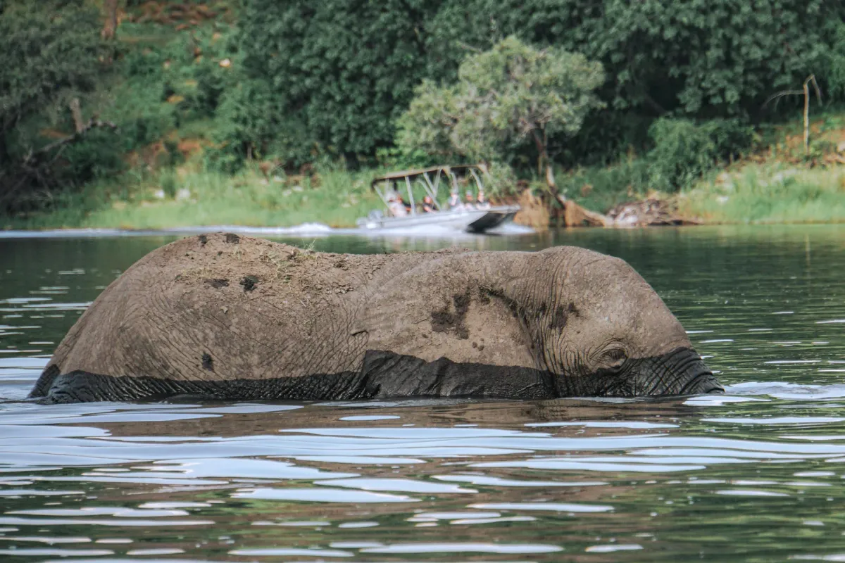 Elefant am Fluss Botswana