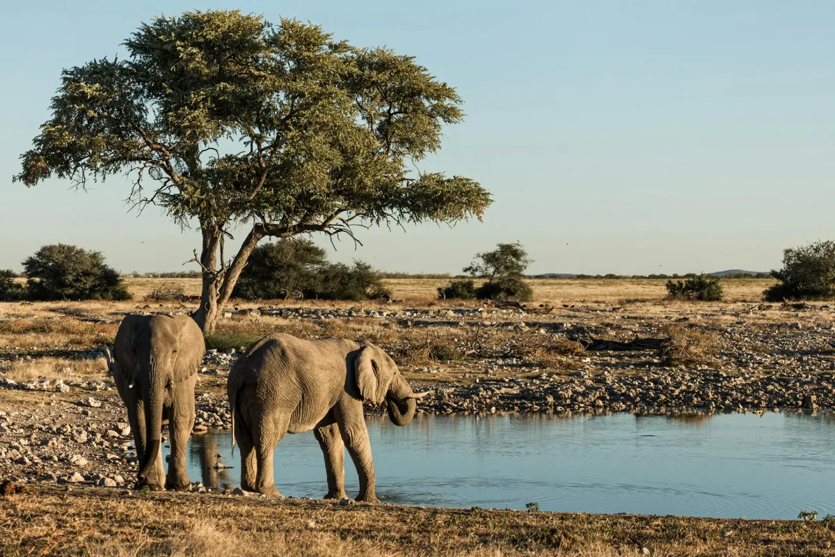 Elefanten am Wasserloch in Etosha