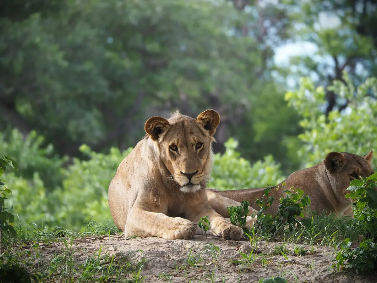 Löwen am Kavango