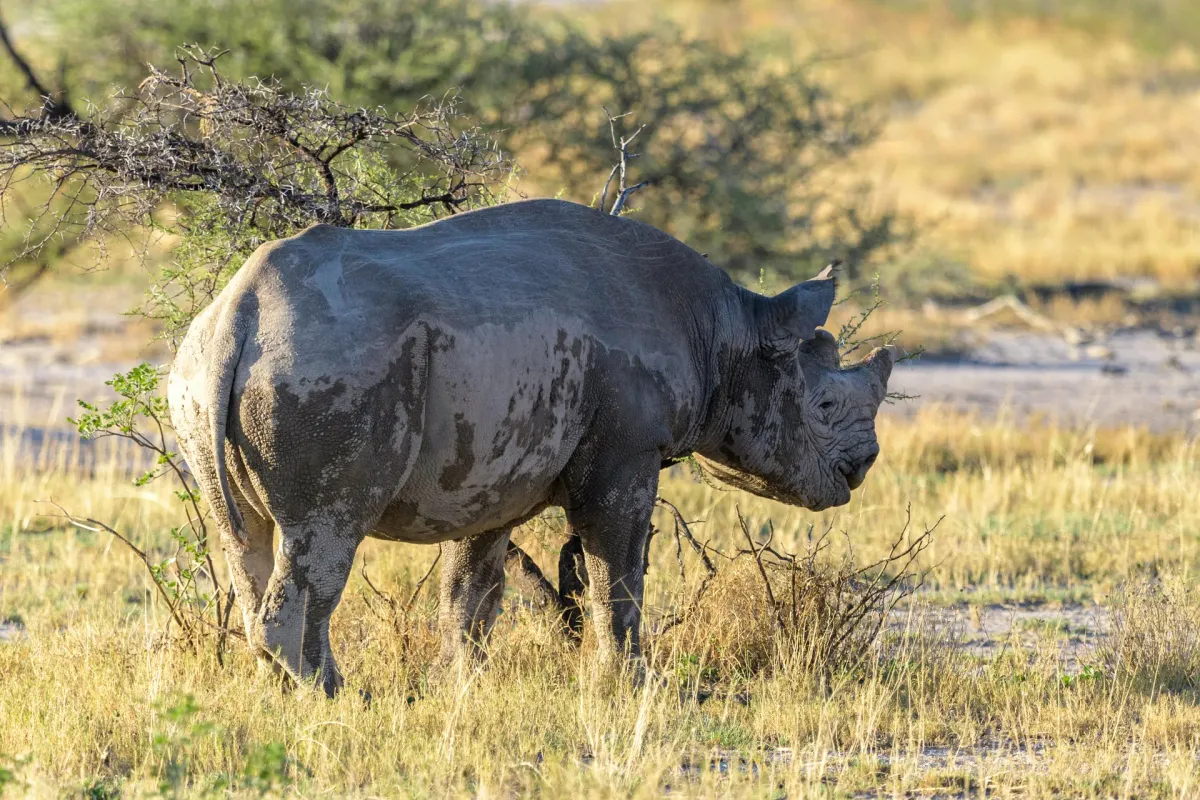 Nashorn in Etosha