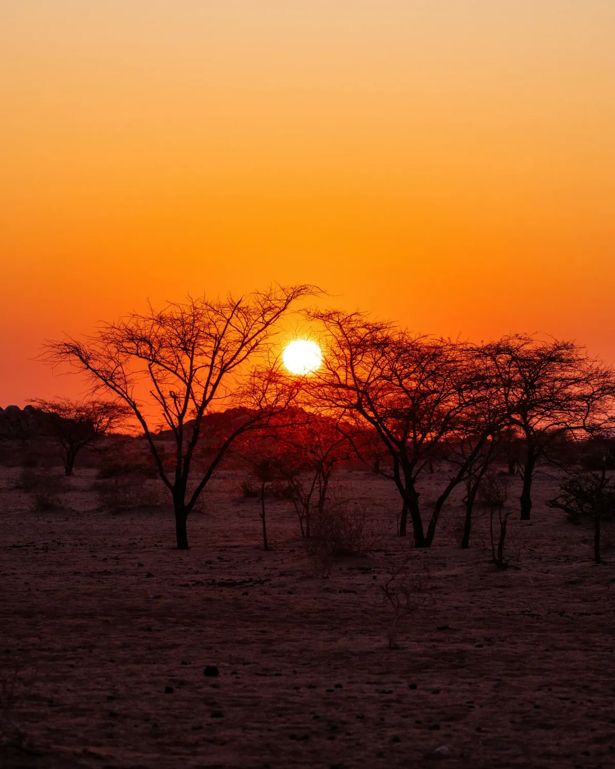 Sonnenuntergang im Busch